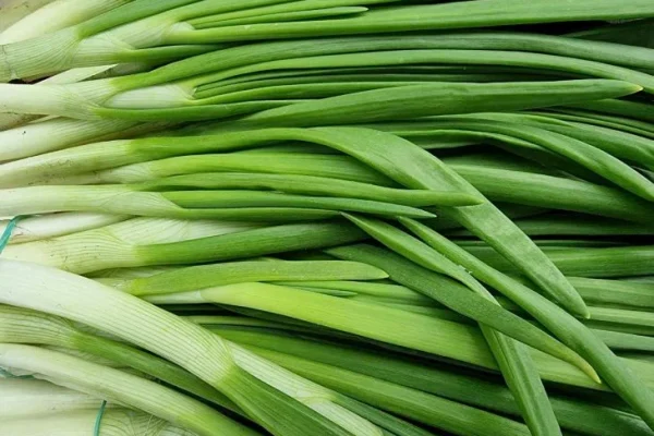 Лук