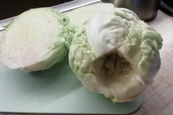 Капуста