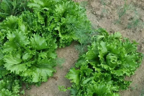 Салат