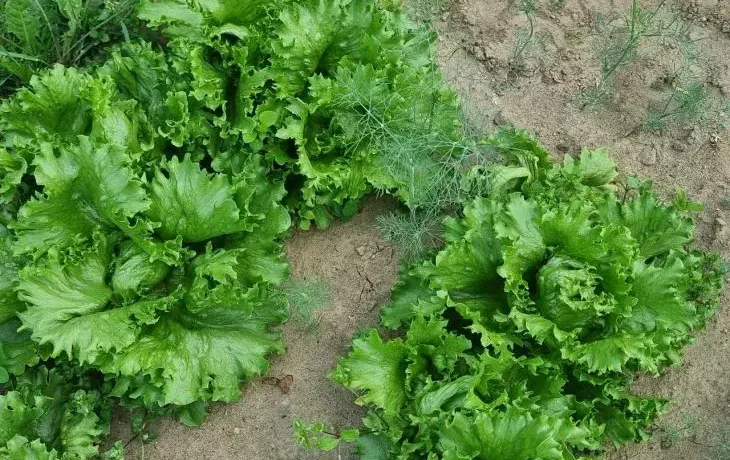 Салат