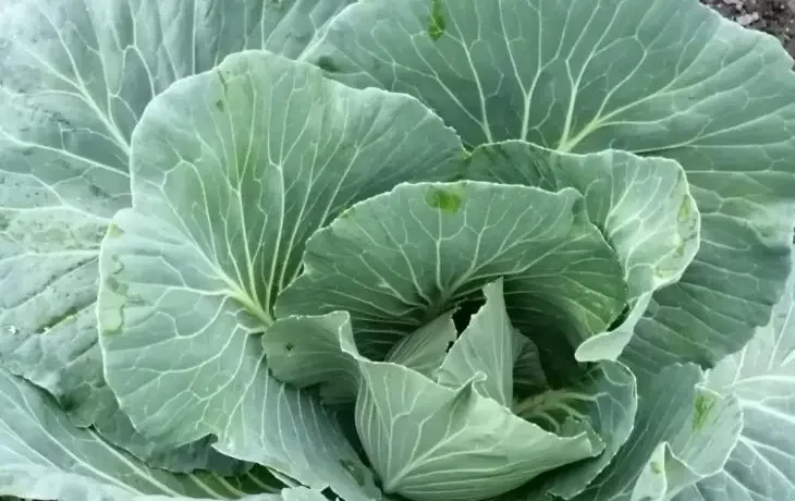 Капуста